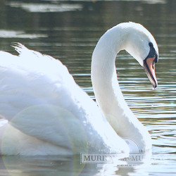 Murray McMurray Hatchery - White Mute Swans